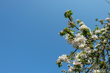 White Flower of a apple tree