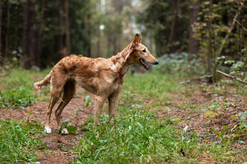Puppy borzoi walks outdoor at summer day