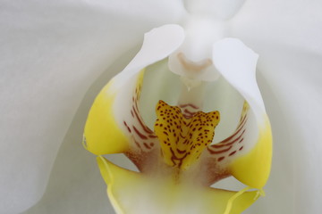 White flowers of Phalaenopsis close-up.