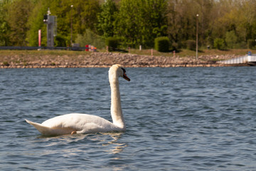 
Swan swims in the Rhine