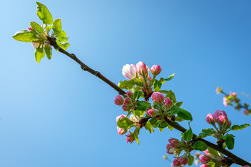 Apple tree twig with flowers and blue sky