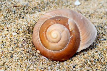 Seashells on the Sand .Summer Holiday