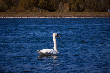 
Swan swims in the Rhine