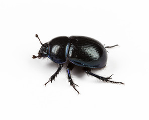 Forest dung beetle on a white background closeup