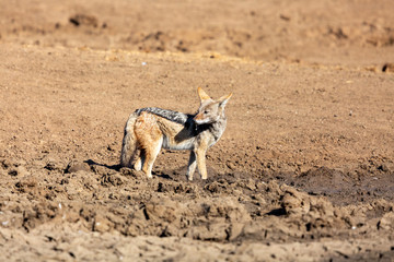black-backed jackal