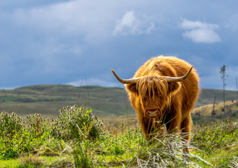 Highland Cow Standing in a Green Field
