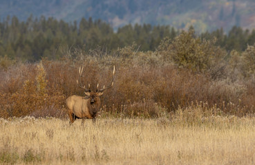 Bull Elk in Wyoming During the Rut in Autumn
