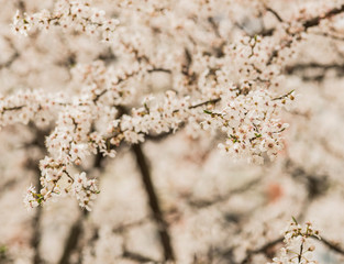 White spring flowers on plum trees
