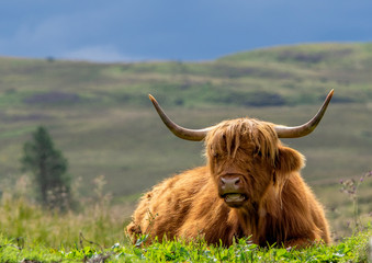 Resting Highland Cow