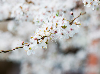 White spring flowers on plum trees
