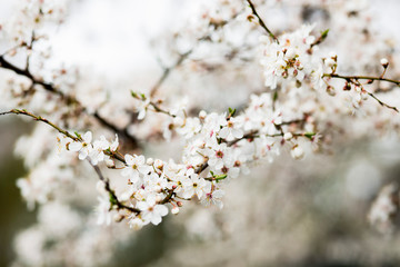 White spring flowers on plum trees
