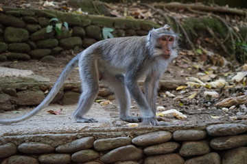 Indonesia