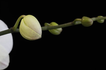 Buds of white Phalaenopsis close-up.