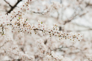 Fototapeta premium White spring flowers on plum trees 