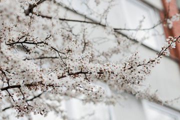 White spring flowers on plum trees
