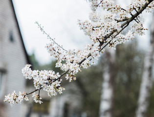 White spring flowers on plum trees
