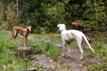 Puppy borzoi walks outdoor at summer day