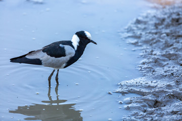 black-winged lapwing