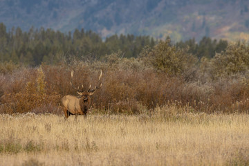 Bull Elk in Wyoming During the Rut in Autumn