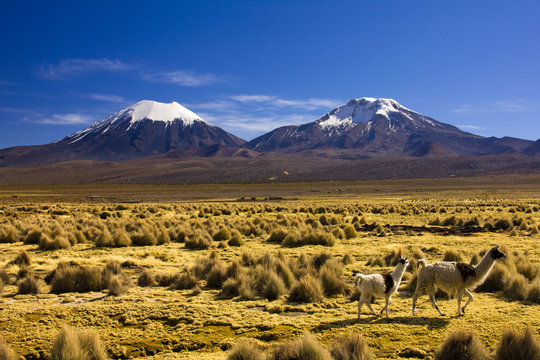 Parinacota and Pomerade volcanos - Altiplano in the Central Andes, Bolivia