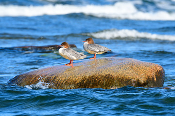 Gänsesäger an der Ostsee