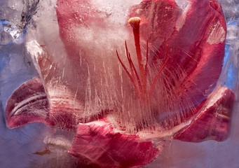 Background of  lily  flower   in ice   with air bubbles.