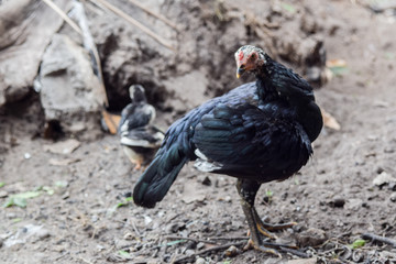 The mother hen is on the lookout for danger while taking the baby for food.The average chicken may live for five to ten years, depending on the breed.