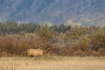 Obraz premium Bull Elk in Wyoming During the Rut in Autumn