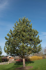 Green Foliage and Cones of an Evergreen Coniferous Austrian Pine or Black Pine Tree (Pinus nigra) Growing in a Garden in Rural Devon, England, UK