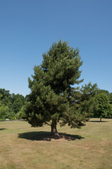 Green Foliage and Cones of an Evergreen Coniferous Austrian Pine or Black Pine Tree (Pinus nigra)...