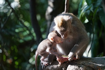 Indonesia