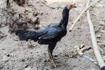 The mother hen is on the lookout for danger while taking the baby for food.The average chicken may live for five to ten years, depending on the breed.