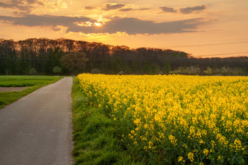 Rapsfeld vor Abendhimmel