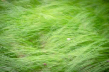 Blur abstract of green grass field blown by wind. Natural background and texture.