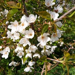 apple tree flowers