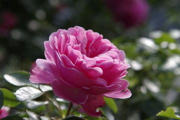 Rote Pfingstrosenblüte