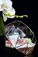 Florarium isolated on black and orchid as a background. Succulent plants in glass box.