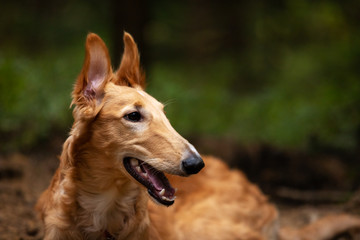 Fototapeta premium Puppy borzoi walks outdoor at summer day