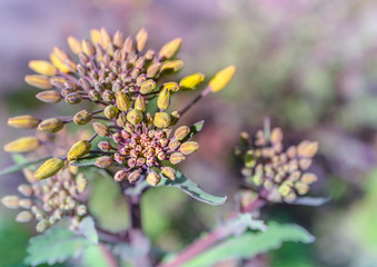 Close up of Red Russian Kale buds (Brassica oleracea) Ready to flower.  Beautiful detail shot of yellow and purple closed buds with purple stems. Soft purple leaves and bokeh background.