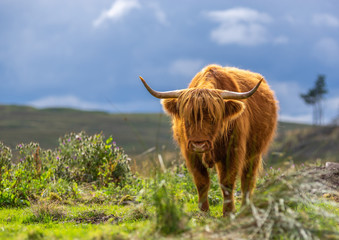 Lone Highland Cow
