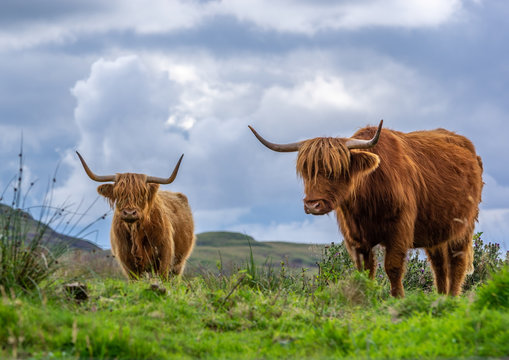 Two Highland Cows