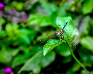dragonfly on green leaf
