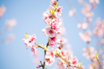 Pink peach blossom spring background