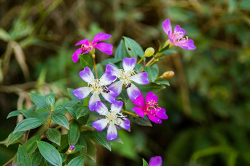 Flores da mata atlanctda de Mairipora Sao Paulo Serra da Cantareira