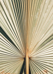 Close up of a palm leaf, abstract