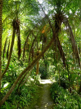 Beautiful jungle scene, Barbados