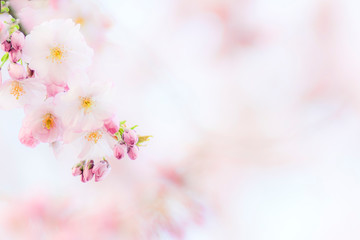 Fototapeta na wymiar Kirschblüten romantisch mit Platz zum Beschreiben