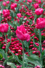Red Tulips in The Field