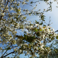 blossoming apple tree