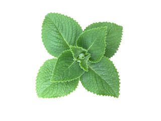 fresh mint leaves